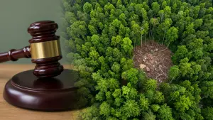 Supreme Court Demands Urgent Forest Restoration Plan from Telangana