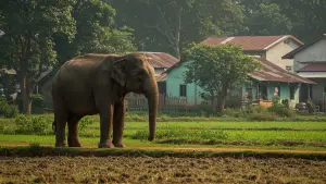 Elephant-Human Conflict Escalates: 97 Fatalities in Karnataka