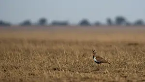 Lesser Florican Faces Extinction: Rajasthan Witnesses Drastic Population Decline