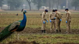 Poisoned Peacocks: Fungicide Blamed in Tragic Karnataka Wildlife Deaths