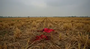 जौनपुर में प्रेम प्रसंग का खौफनाक अंत: युवती की गला रेतकर हत्या, खेत में खून से लथपथ मिला शव