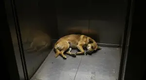 हैरान कर देने वाली घटना: लिफ्ट में पूंछ हिलाते घुसा कुत्ता, निकला तो जा चुकी थी जान, CCTV ने खोली पूरी पोल
