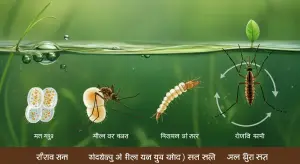 मच्छर का जीवन चक्र क्या है और बीमारियाँ कैसे रोकें