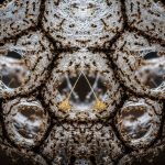 Ants' Astonishing Feat: Together They Built a Beautiful and Dangerous Web, Video Goes Viral!