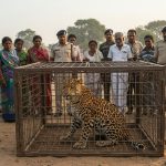 Leopard Captured in Hafizganj, Bareilly: One Month of Terror Ends, Lured into Cage by a Hen