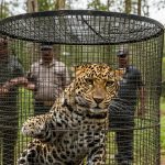 leopard-that-spread-panic-in-keralas-wayanad-caught-moved-to-care-centre-featured