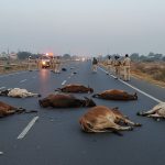 Horrific Accident on Jaipur Highway: Four Killed, Two Seriously Injured After Vehicle Runs Over Stray Cattle on Road; Police Investigate