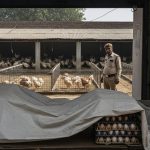 Bird Flu Threat in Bareilly: Sale of Chicken and Eggs Banned, Strict Surveillance on Poultry Farms