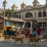 Bareilly Municipal Corporation Takes Major Decision: To end dog and monkey menace; teams to be expanded, separate agency for each zone.