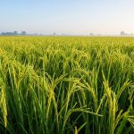 Major Decision in UP: 60-Day Ban on 11 Pesticides in 30 Districts, Basmati Rice to Remain Safe!