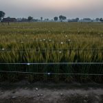 Badaun Tragedy: Farmer's Son Dies After Electrocution From Wire Laid To Protect Crops From Stray Animals