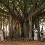 Cut or Pay 73 Lakhs! Uproar Over 250-Year-Old Tree, What Will Become of This Heritage?
