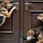 Dogs tried to open a closed door, people said, 'This is the Supreme Court!' - Watch this funny viral video