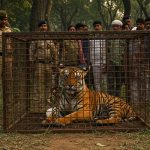 Man-eating tigress caught in Lakhimpur Kheri, had killed a 12-year-old child and over 100 animals.
