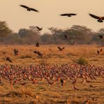 Amazing Sight Witnessed at Etawah Safari: A Gathering of Pink Mynas and Himalayan Vultures!