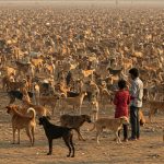 Hundreds of dogs in the field at once, leaving people stunned!