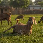 These goats faint from joy or fear, know the secret of their unique illness.