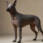 Hairless Dog: Owner Got Tattoos Done On Its Entire Body! Check Out This Astonishing Viral Look.