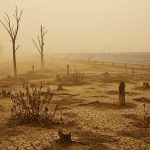 Environmental Devastation by Solar Projects: Millions of Trees Felled Destroying Life Cycles, Birds and Butterflies Disappearing, Land Barren