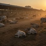 Kanpur: Five cows tragically die from starvation and lack of treatment at Bilhaur's largest cow shelter.