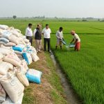 Big Question on Urea in Kanpur: Paddy Acreage Up 29%, 65% Fertilizer Consumed; Officials Say Farmers Applying Twice, Probe Ordered