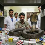 Panic in Government Hospital: 3.5-Foot Long King Cobra Found in Doctor's Cabin Medicine Rack, Safely Removed by Snake Charmer