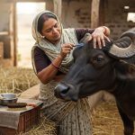 Cowshed Turns Into Beauty Parlor: Woman Does Buffalo's Eyebrows, Video Goes Viral!