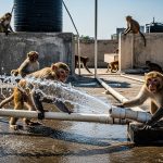 Monkeys played with plastic pipes on the roof, then caused a water mess, video went viral!