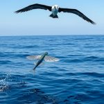 Unique Fish: Flies up to 400 meters to cheat death!