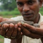 Man Catches Small Venomous Snake, Reveals Its Dangerous Reality and Shocking Details
