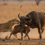 Mother Rescues Calf From Lioness's Jaws; Viral Video Shows Power of Nature