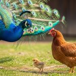 The peacock got restless seeing the hen, mistook it for his wedding night, and burst into laughter upon seeing the chick.