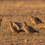 Viral News: Are Partridges Really 'Sex Addicts'? Why Weakness Sets in by Evening After All-Day Romance, Know the Full Truth