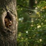 Internet Sensation: Do You Have Eagle Eyes? Find The Hidden Squirrel in 30 Seconds!