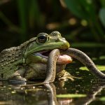 Nature's Wonder: Snake Went Hunting, Only to Be Swallowed Alive by a Frog!