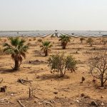 Solar Plants Cast a Dark Shadow in Rajasthan: 5-Degree Temperature Rise, Lakhs of Trees Felled, Ecosystem Ruined, Date-Pomegranate Production Down by 75%