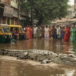Giant Crocodile Seen Roaming on Waterlogged Roads, Creating Panic and Amazement in Uttar Pradesh; Forest Department Safely Rescued It