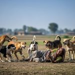 Lakhimpur Kheri: Havoc of Stray Dogs, Mentally Ill Woman Mauled to Death