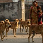 Stray Dog Menace in Bareilly: Five-Year-Old Child Attacked, Whole Region in Panic