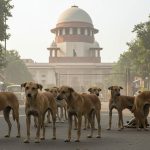 Supreme Court's Verdict on Stray Dogs Today: Order to Send Dogs to Shelter Homes Sparked Controversy; Decision Was Reserved 7 Days Ago