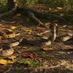 Viral Challenge: Can You Find 4 Dangerous Snakes Hidden in This Photo in 30 Seconds?