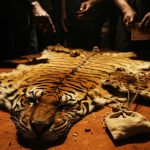 Black Market in Tiger and Leopard Parts: Tiger for Rs 10 Lakh, Leopard Skin and Organs for Rs 5 Lakh; Whiskers Being Sold for Occult Rituals