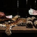 Tiger for ₹10 Lakh, Leopard Skin and Organs for ₹5 Lakh: Whiskers Being Bought for Tantra-Mantra; Bhaskar Among Ruthless Poachers, Villains on Camera