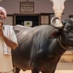 Buffalo-stealing 'honest thief' makes unique demand to CM Yogi: 'Return my buffalo!'