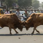 Two Bulls Clash on Road, Traffic Halted; Then Attack Woman on Scooter!