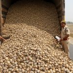 UP Police Stunned: The Price of Poppy Husk Was So Staggering It Blew Their Minds; Smuggled Hidden in a Truck.