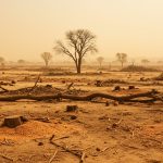 Millions of trees sacrificed in Marudhara: Temperature rose by up to 5 degrees, life cycle devastated, birds and butterflies disappeared