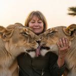 Years later, the lionesses found their savior, and what happened next left everyone stunned!