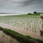 Yamuna's Destructive Form: Water Level Rises in UP, Fields Submerged, Farmers Distressed; Next 24 Hours Critical!