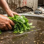 Vegetables Being Washed With Drain Water: Know The Full Truth Before They Reach Your Plate!
